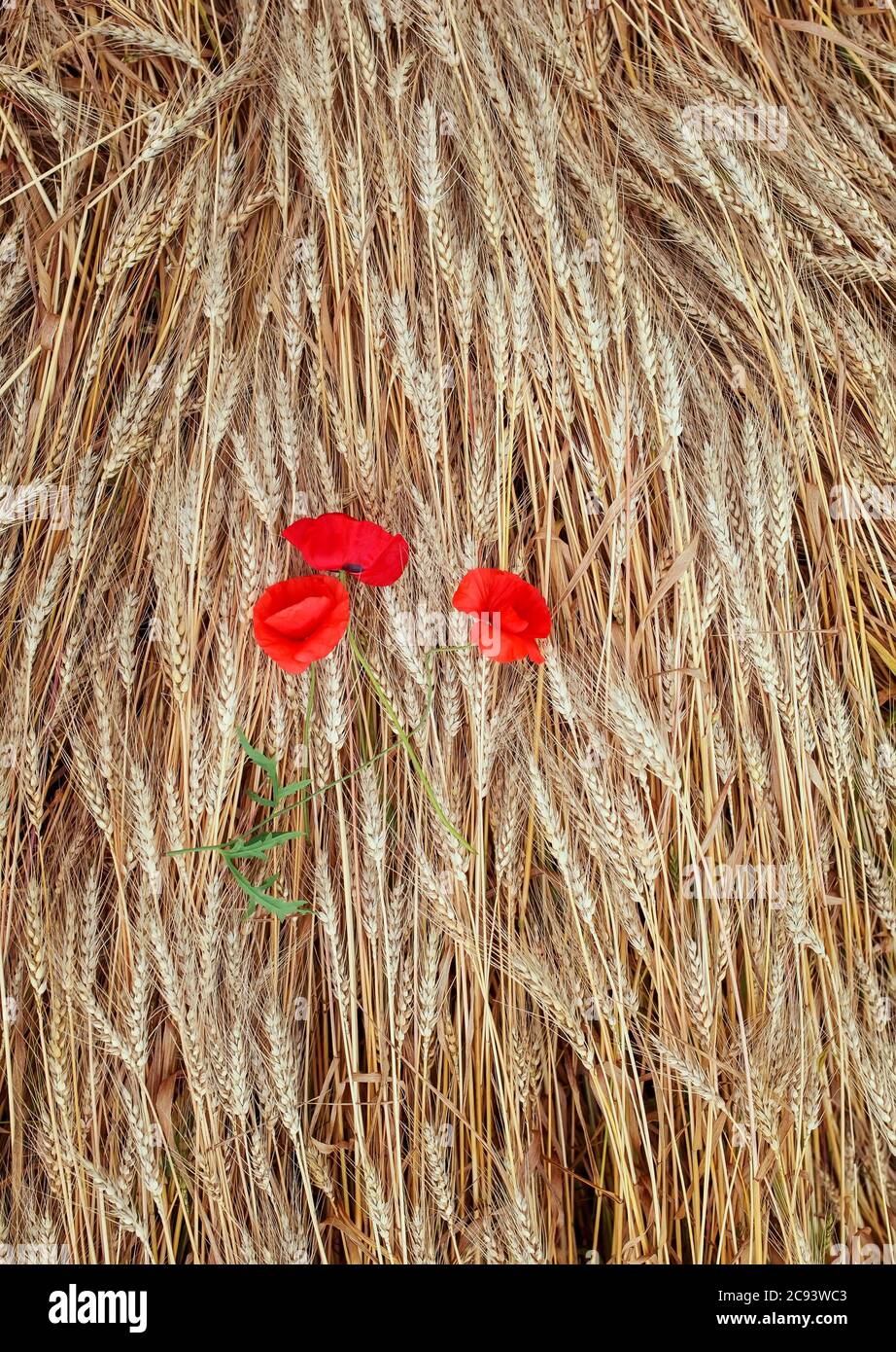 Fondo natural vertical vista superior de las orejas de trigo de oro y las amapolas flores rojas Foto de stock