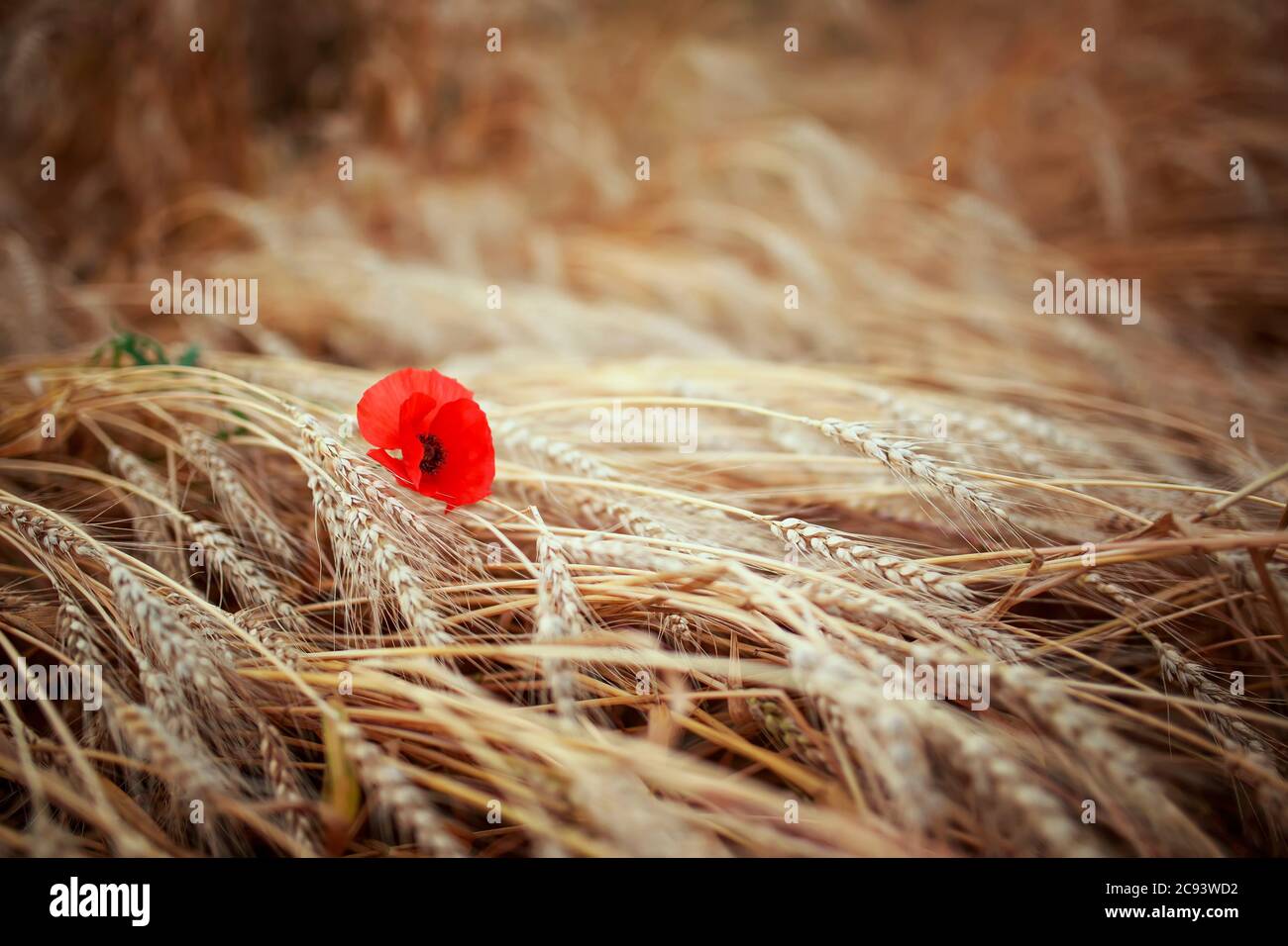 Verano soleado fondo natural con campo con orejas cosecha de trigo de oro y amapola roja Foto de stock