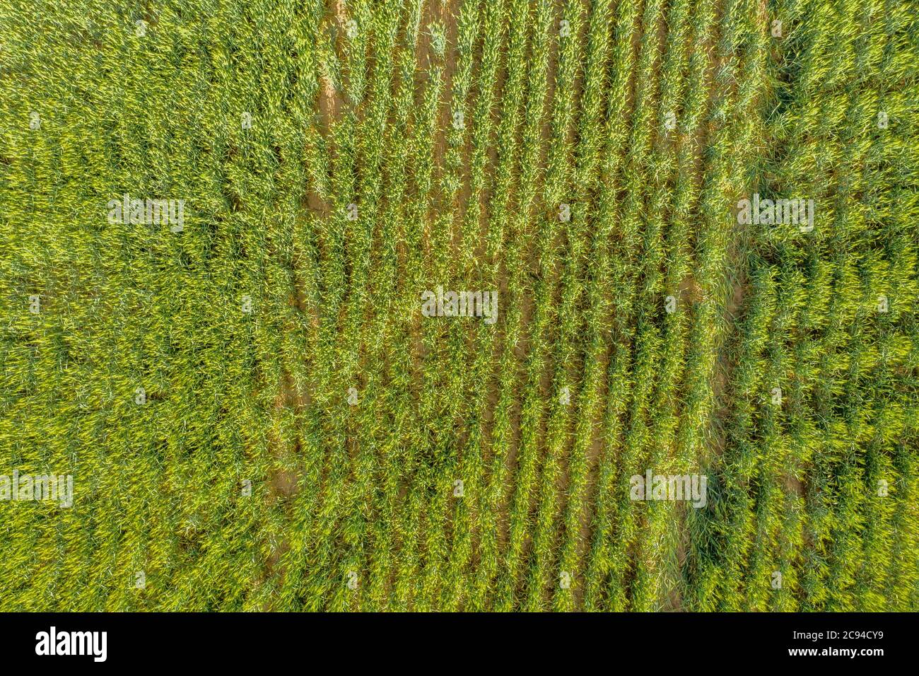 Una imagen de drones con vistas a una cosecha de trigo de reciente crecimiento muestra una escena clásica de tierras de cultivo típica del medio oeste. Foto de stock