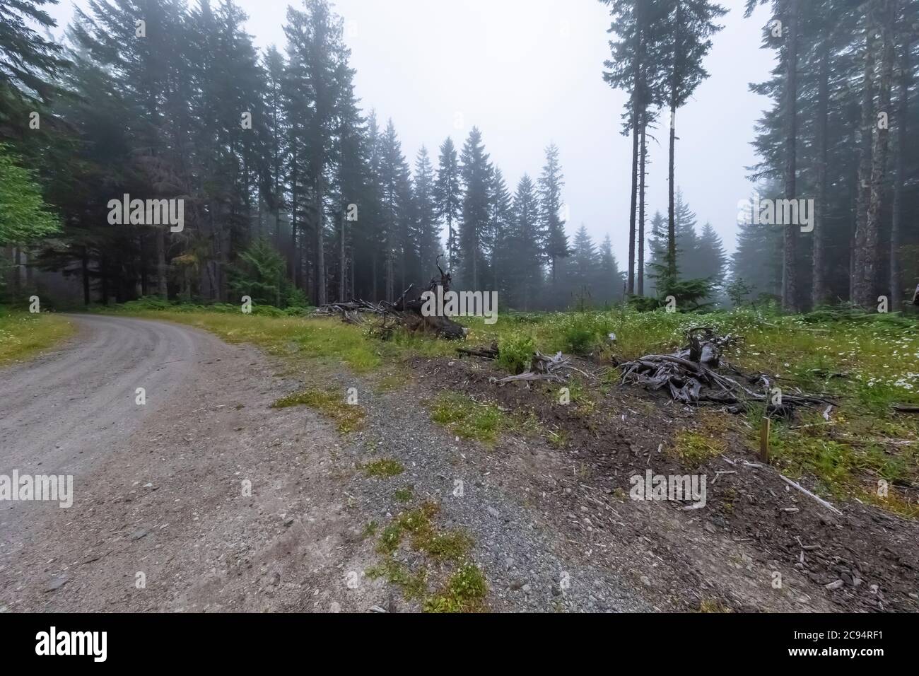 Una carretera forestal accede a desembarques de tala como esta, permitiendo que los camiones madereros recojan troncos, Gifford Pinchot National Forest, Washington State, EE.UU Foto de stock