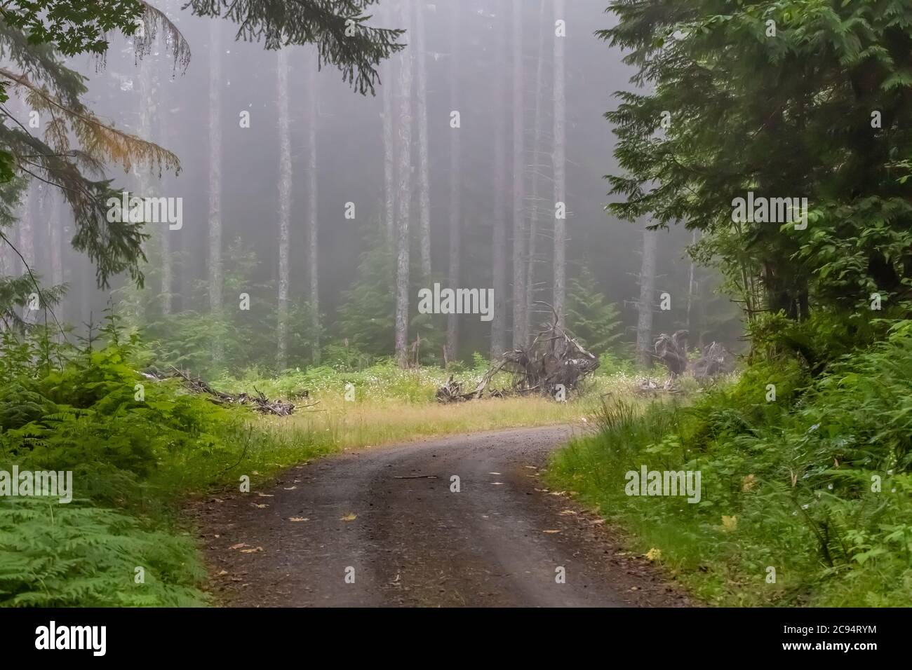 Un camino forestal que permite el acceso de camiones madereros al Bosque Nacional Gifford Pinchot, Estado de Washington, Estados Unidos Foto de stock