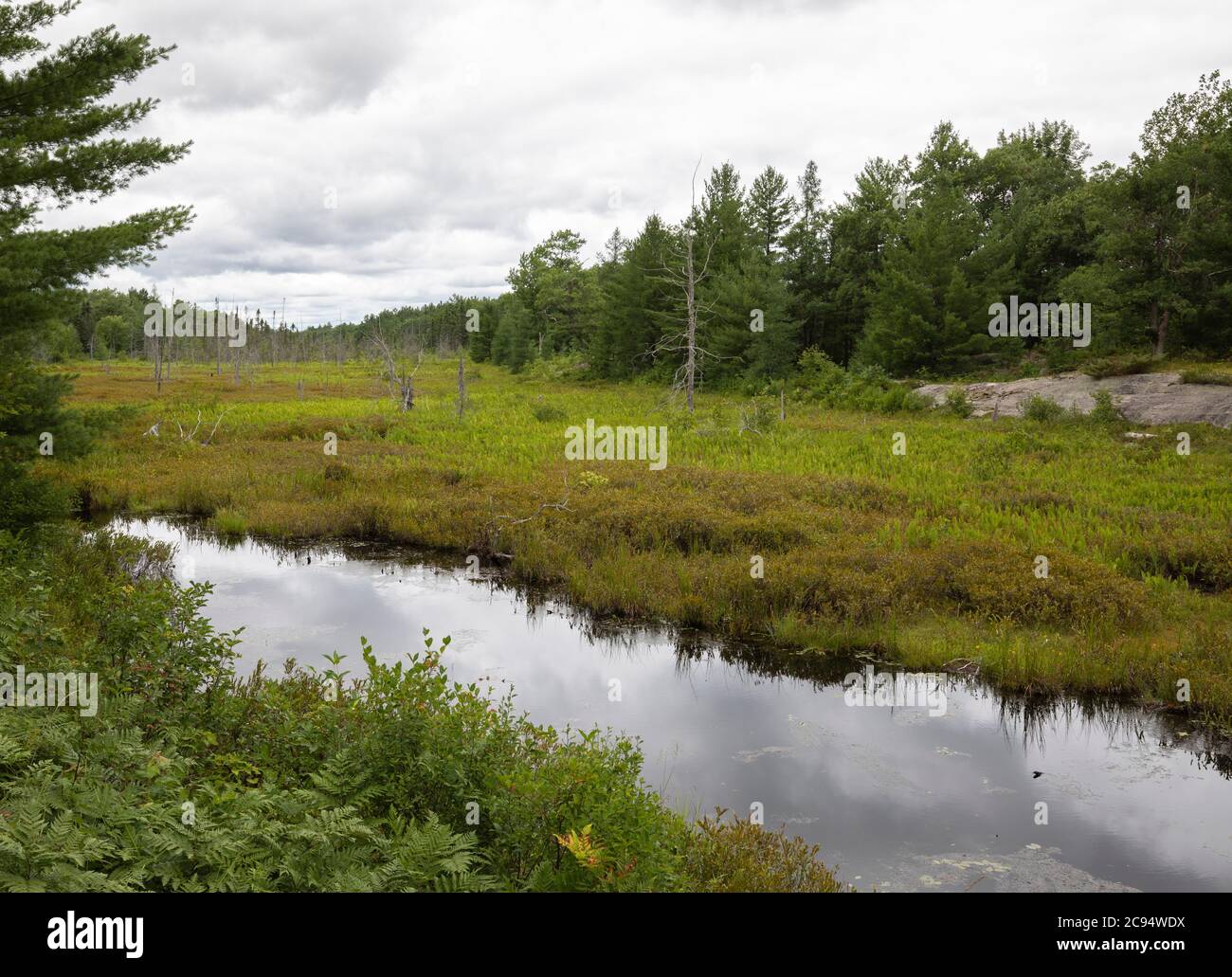 Humedales de la reserva natural de Torrance Barrens en Muskoka canadá Foto de stock