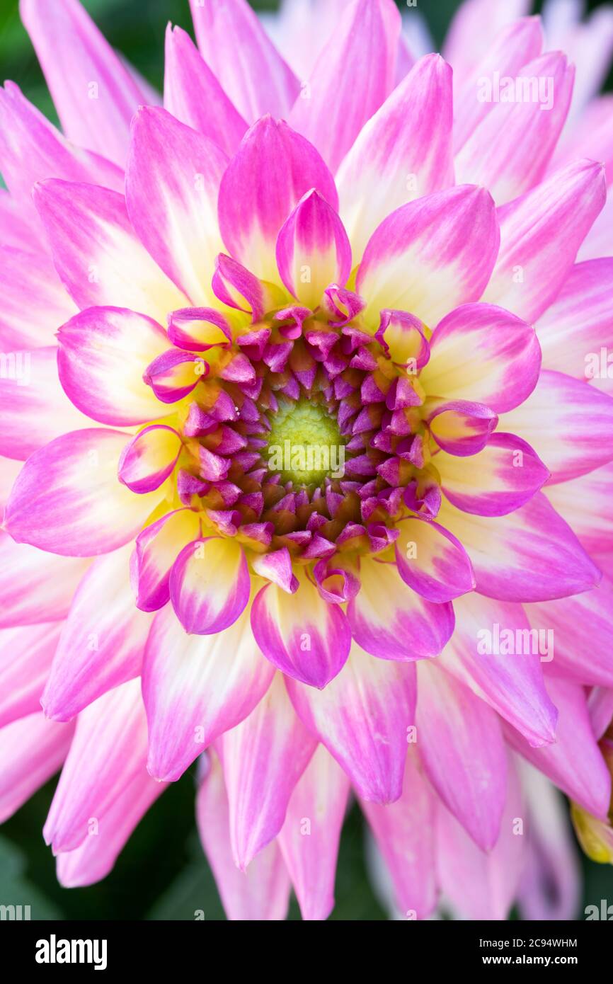 Dalia 'perfección' flor rosa Foto de stock