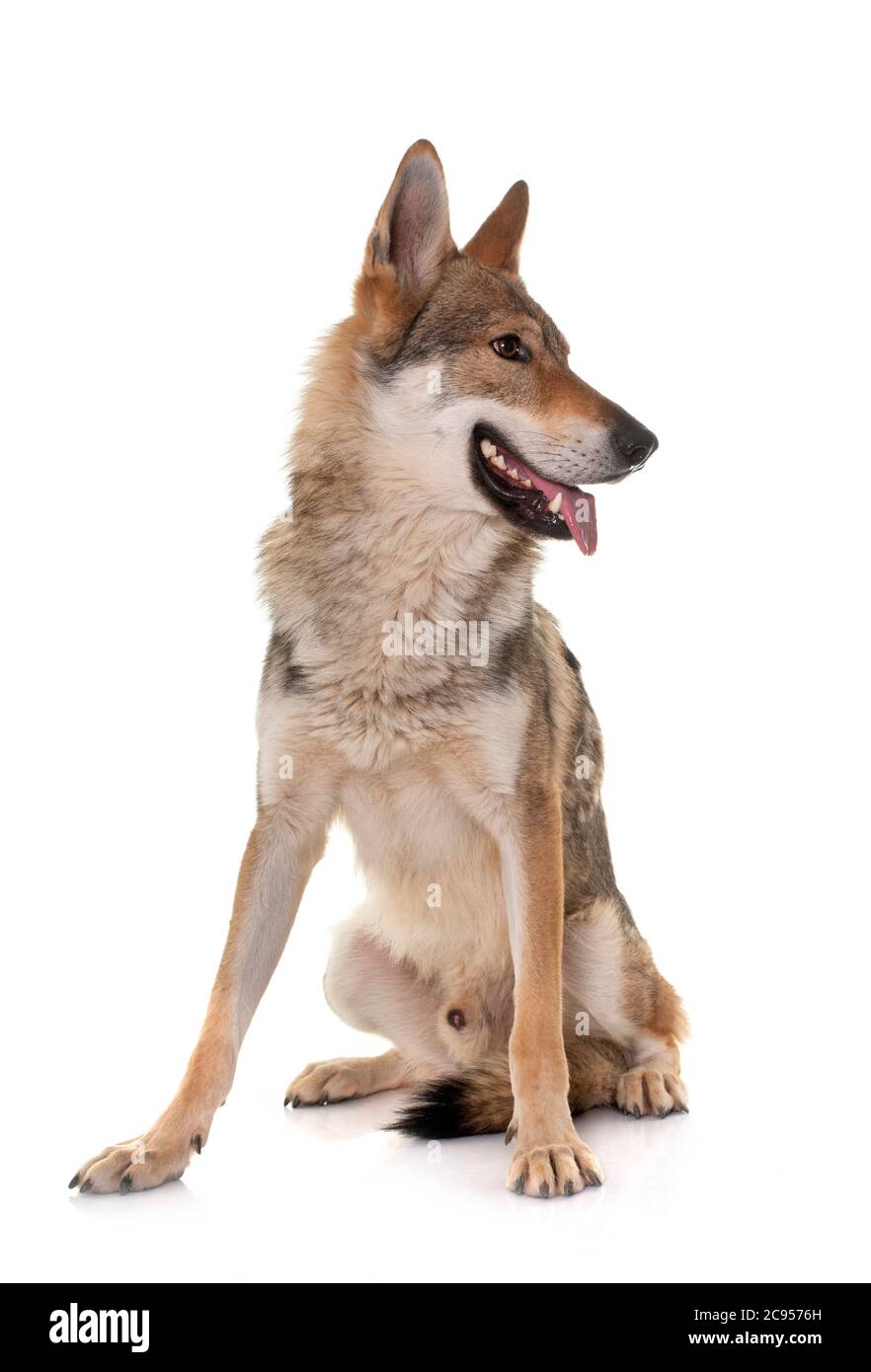 Perro lobo checoslovaco en frente de fondo blanco. Foto de stock