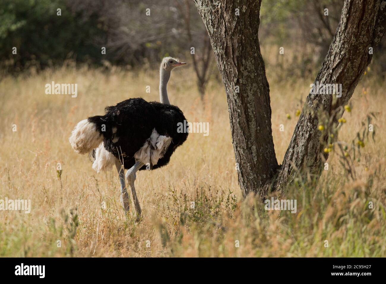 Avestruz somalí (Struthio molybdophanes) el avestruz somalí, también conocido como avestruz de cuello azul, es un gran ave sin vuelo nativo del Cuerno de AF Foto de stock