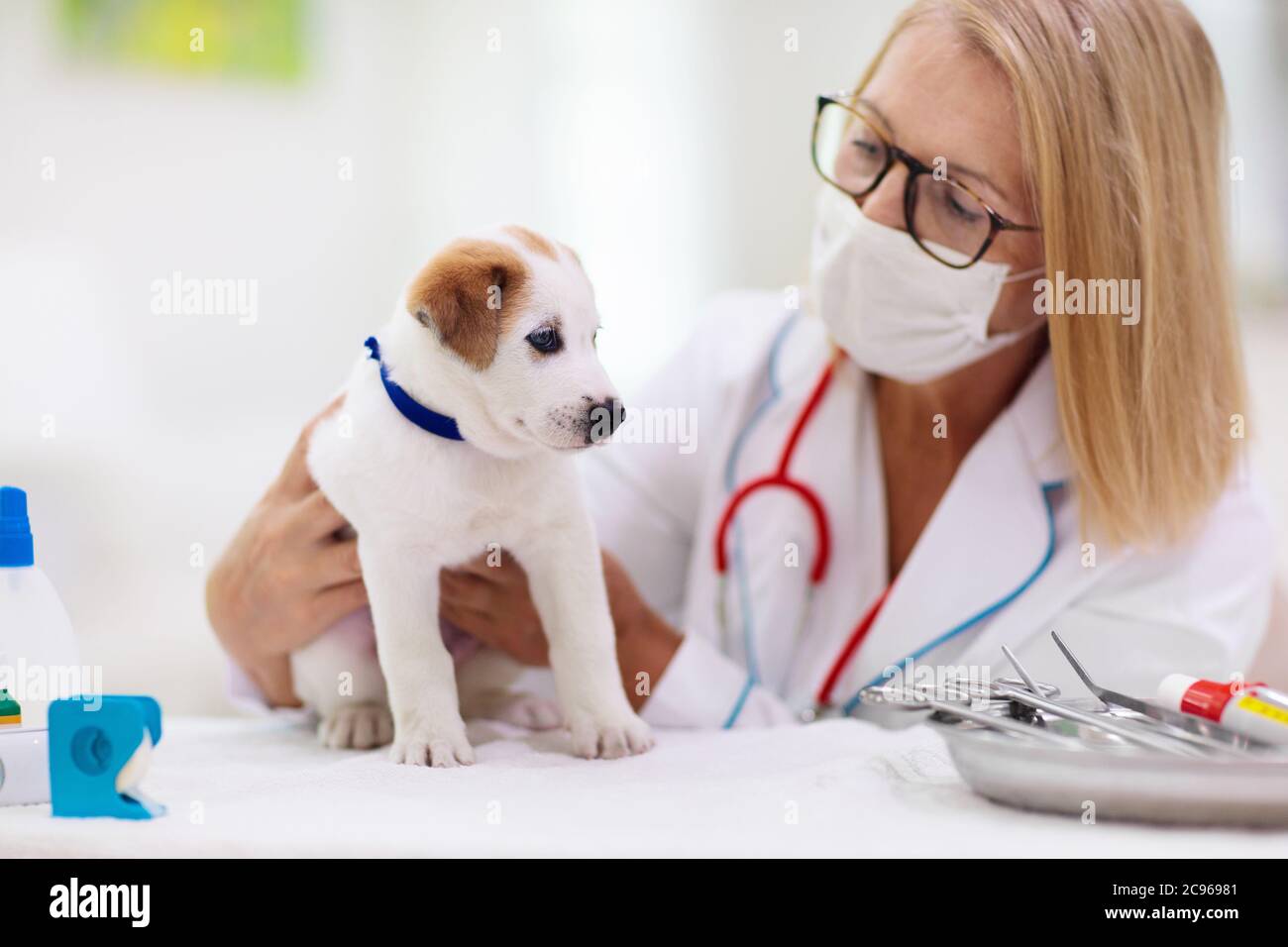 Veterinario examinando perro. Cachorro en médico veterinario. Clínica de  animales. Chequeo y vacunación de mascotas. Cuidado de la salud para perros.  El perro bebé que recibe inyecciones Fotografía de stock - Alamy