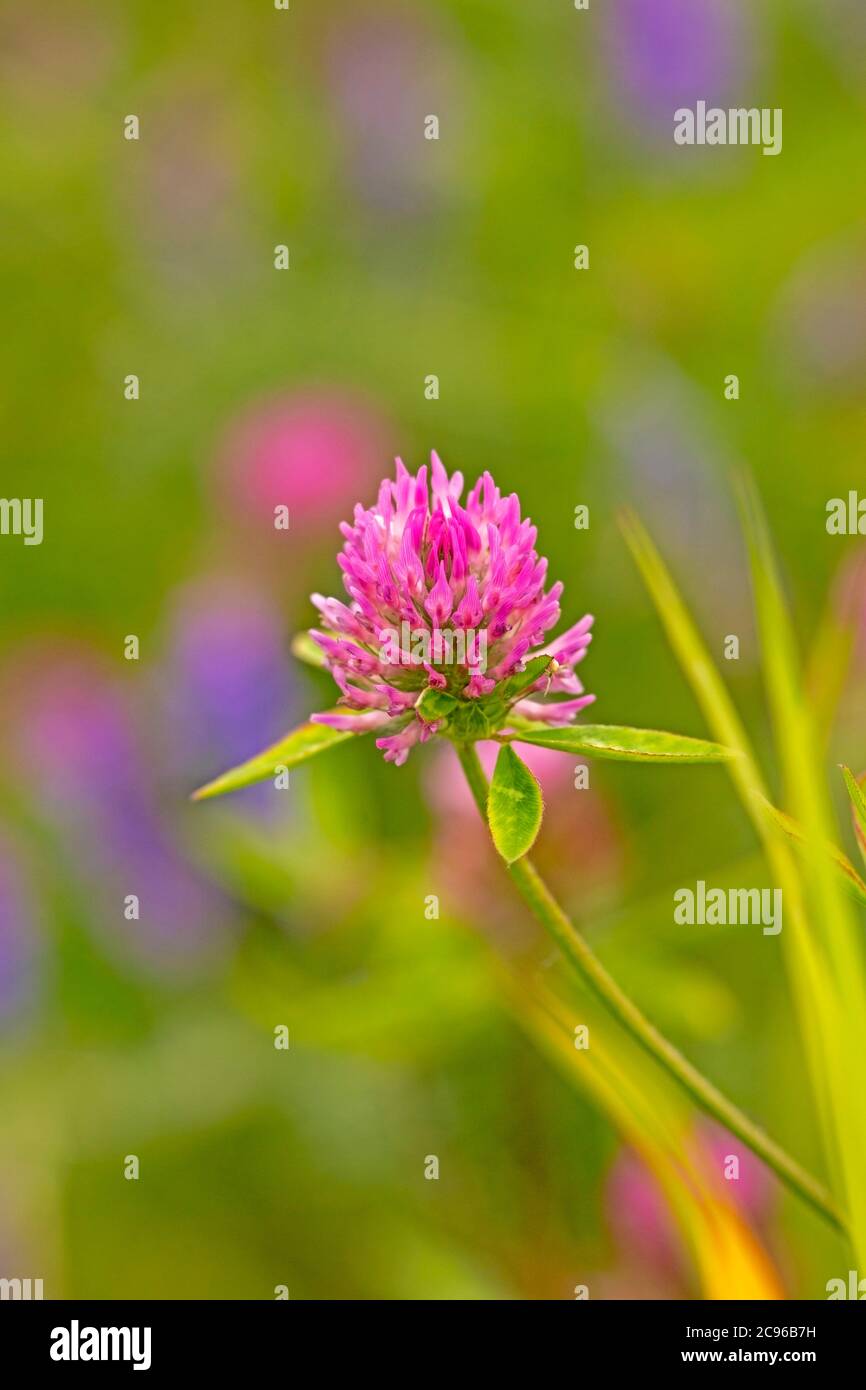 Rojo Clover Flores silvestres floreciendo Foto de stock