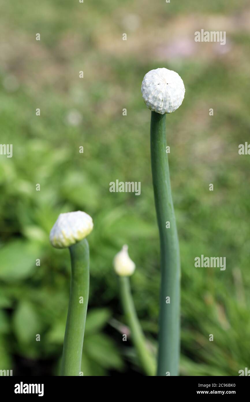 Flores de cebolla llamadas bolting Foto de stock