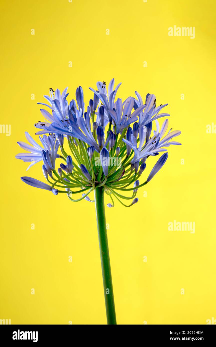 Flor de agapanto azul sobre un fondo amarillo fotografías e imágenes de  alta resolución - Alamy