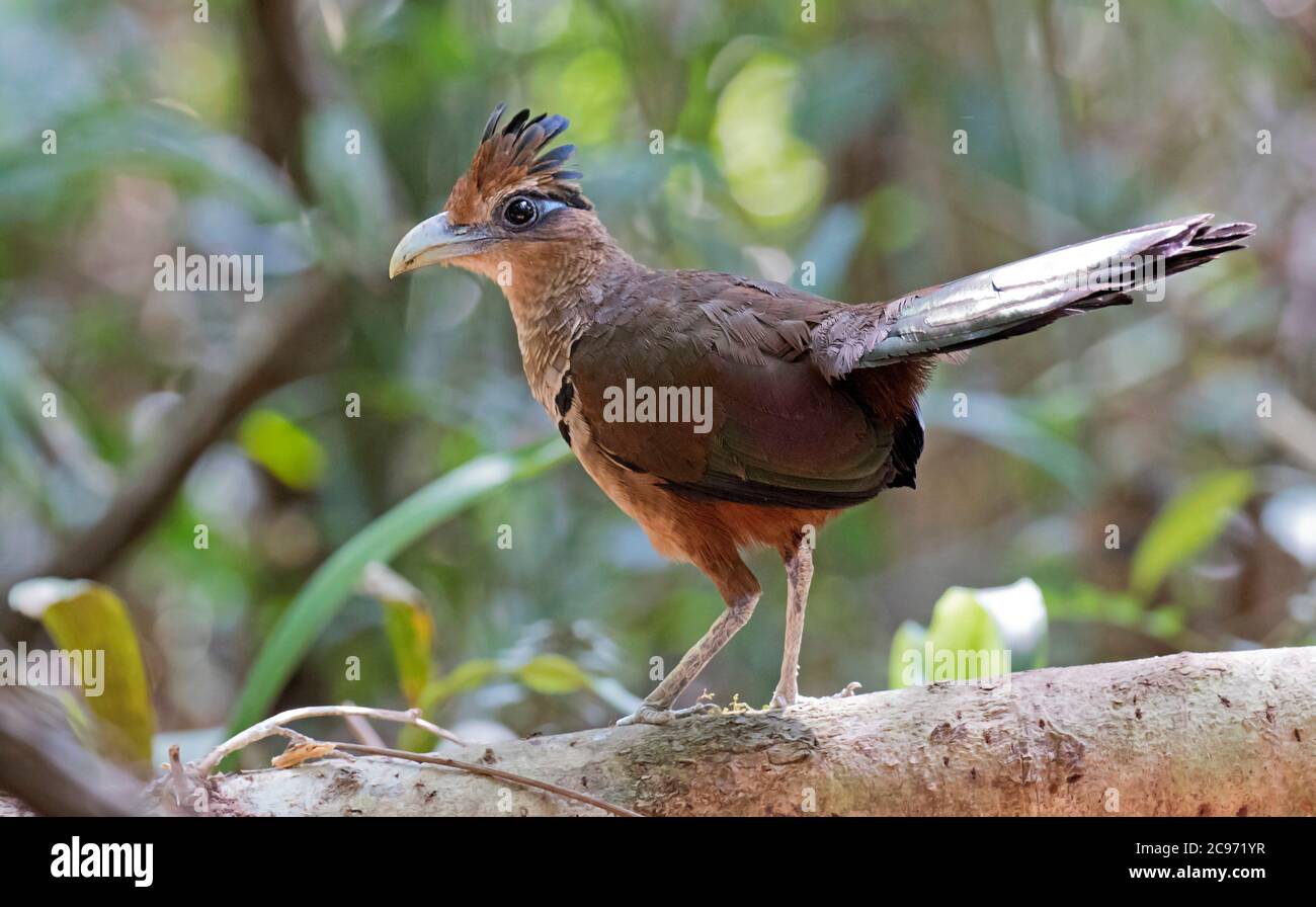 Cuco de tierra con ventilación rufa (Neomorphus geoffroyi), de pie sobre un tronco sobre el suelo, Panamá Foto de stock