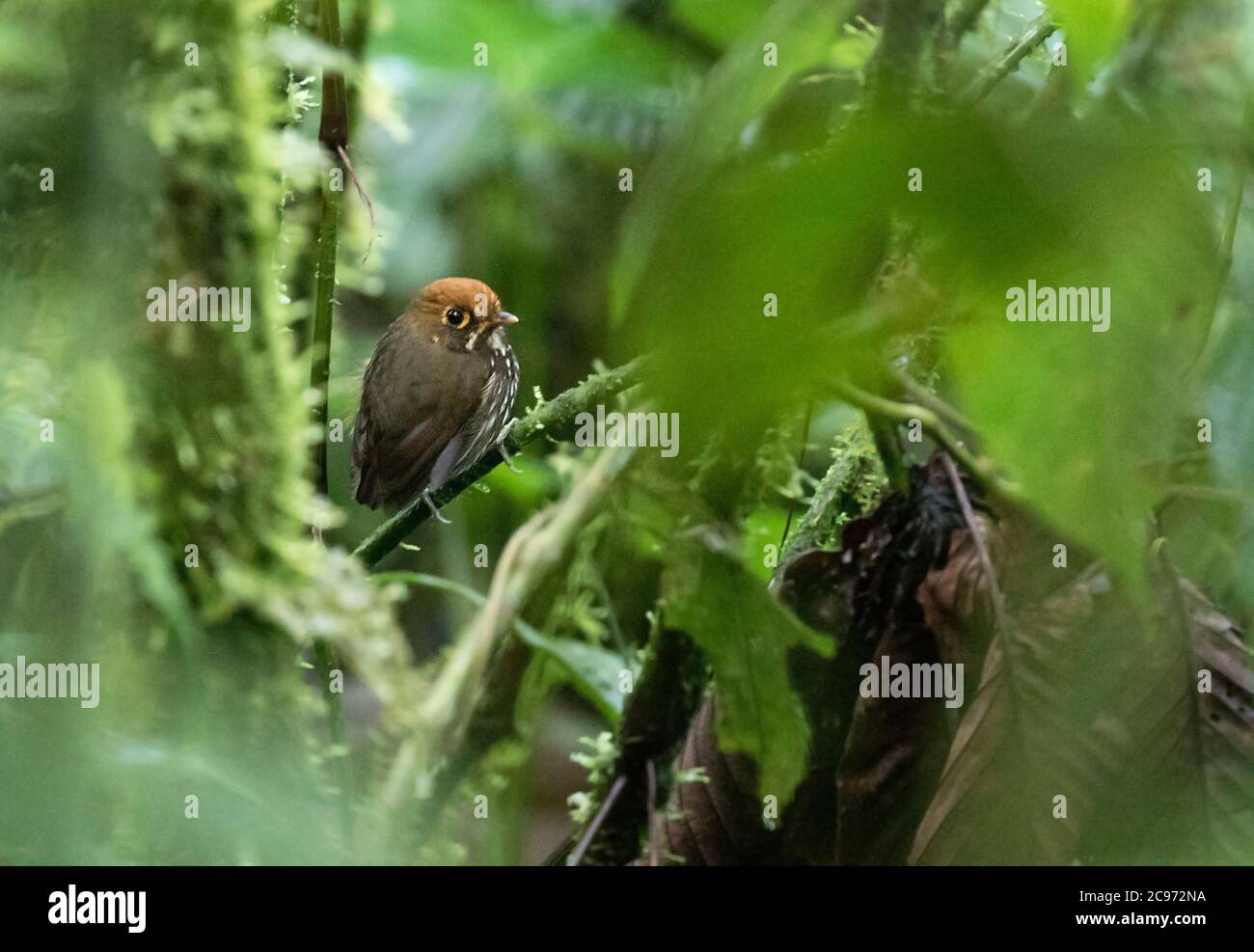 Antpitta peruana (Grallaricula peruviana), encaramado en el sotobosque húmedo montano tropical ecuatoriano en la vertiente este de los Andes, Ecuador Foto de stock