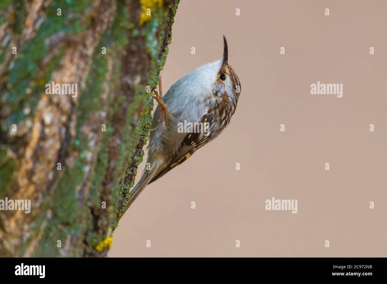 Treecreeper de puntera corta de África noroccidental (Certhia brachydactyla mauritanica, Certhia mauritanica), perchando en un tronco de árbol, vista lateral, Marruecos, Ifrane Foto de stock