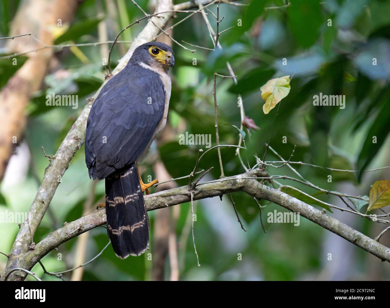 Halcón forestal con respaldo de madera (Micrastur mirandollei), encaramado en el subdosel de la selva tropical, Panamá Foto de stock