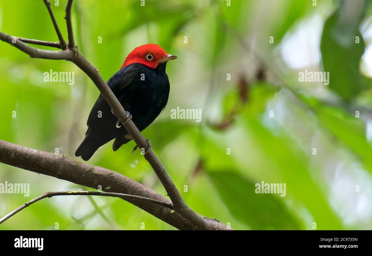 Rojo-capped Manakin (Ceratopipra mentalis), macho encaramado en el subdosel en húmedo bosque tropical de tierras bajas, Panamá Foto de stock