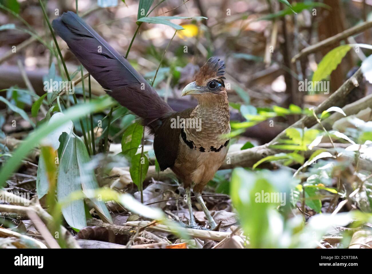 Cuco de tierra con ventilación rufa (Neomorphus geoffroyi), cerca de un antenjambre en el suelo del bosque, Panamá Foto de stock