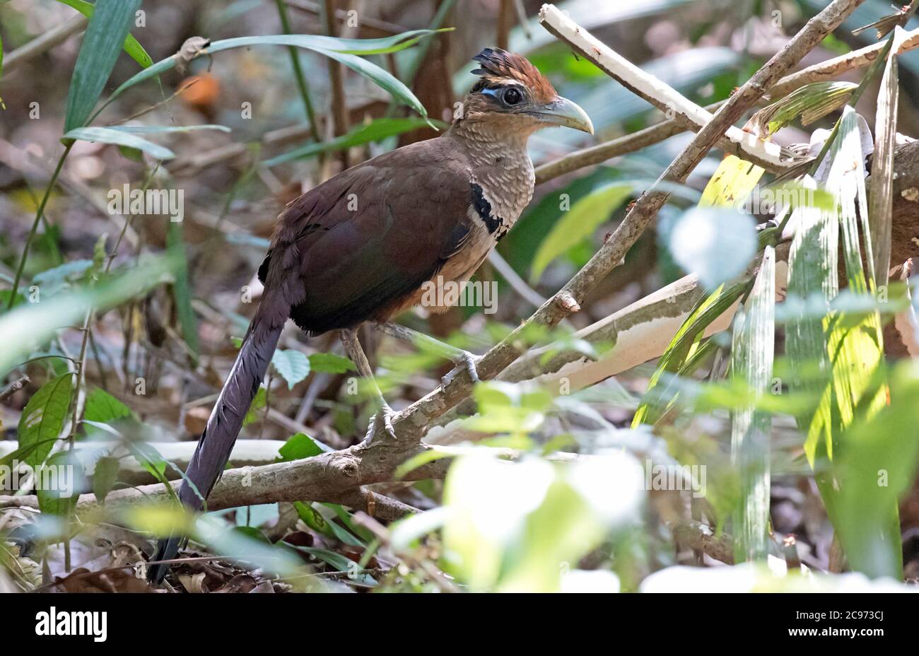 Cuco de tierra con ventilación rufa (Neomorphus geoffroyi), de pie sobre un tronco sobre el suelo, Panamá Foto de stock