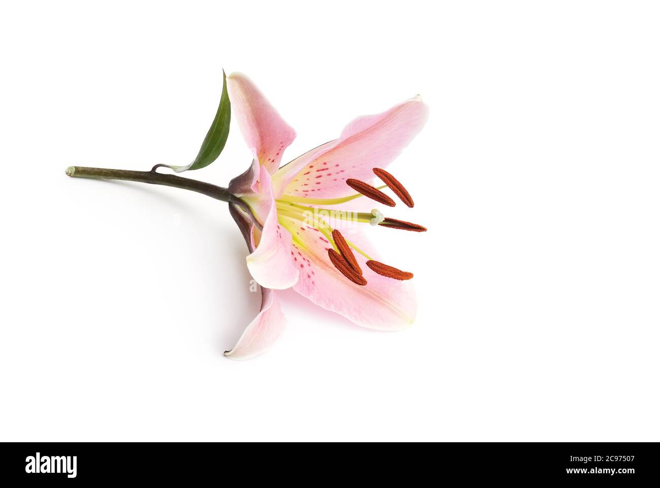 Flores de corte populares fotografías e imágenes de alta resolución - Alamy