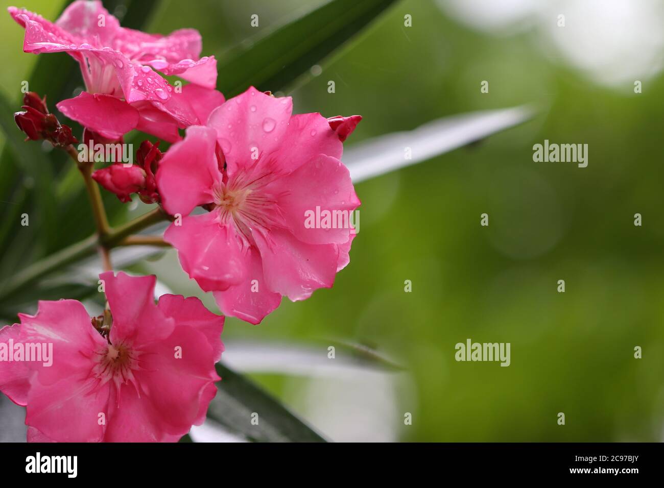 Flor de oleante rosa empapada en la lluvia y el fondo verde del bokeh Foto de stock