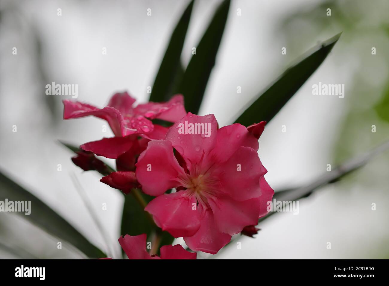 Hermoso efecto borroso fondo y flor de oleante empapado en agua de lluvia Foto de stock