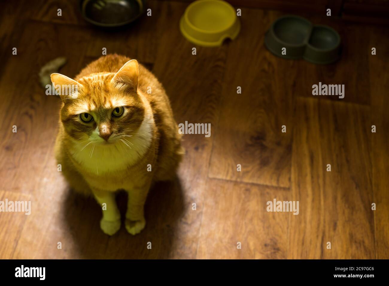 El gato hambriento rojo está mirando la cámara. Retrato de gatos, ojos de gato, lindo gato Foto de stock