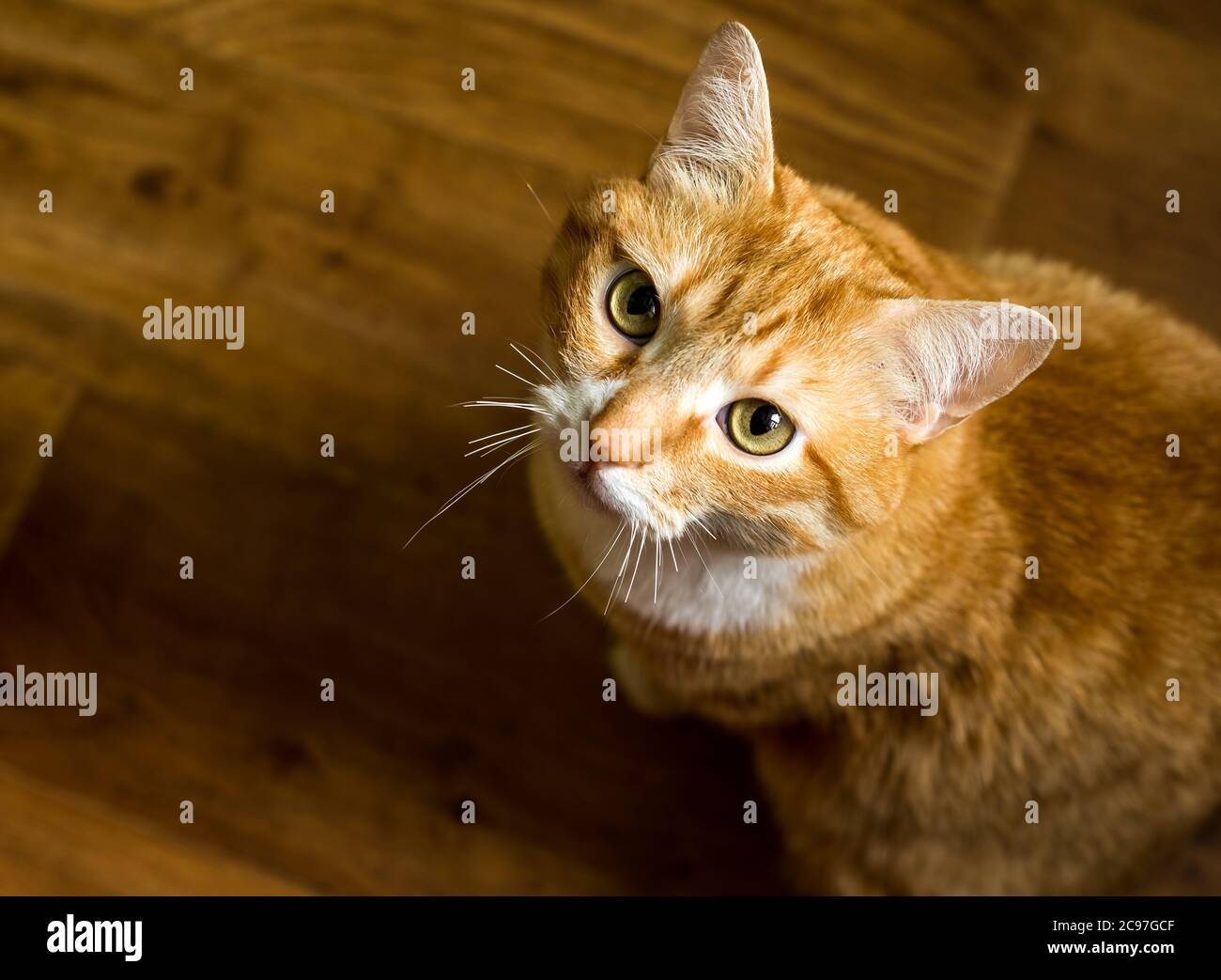 El gato hambriento rojo está mirando la cámara. Retrato de gatos, ojos de gato, lindo gato Foto de stock