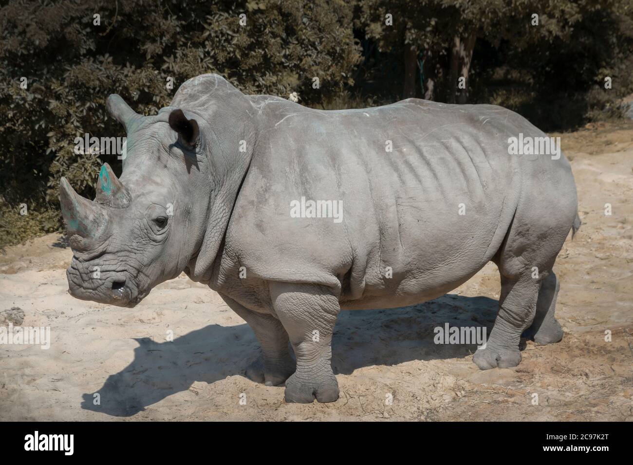 rinoceronte blanco de pie en la naturaleza Foto de stock