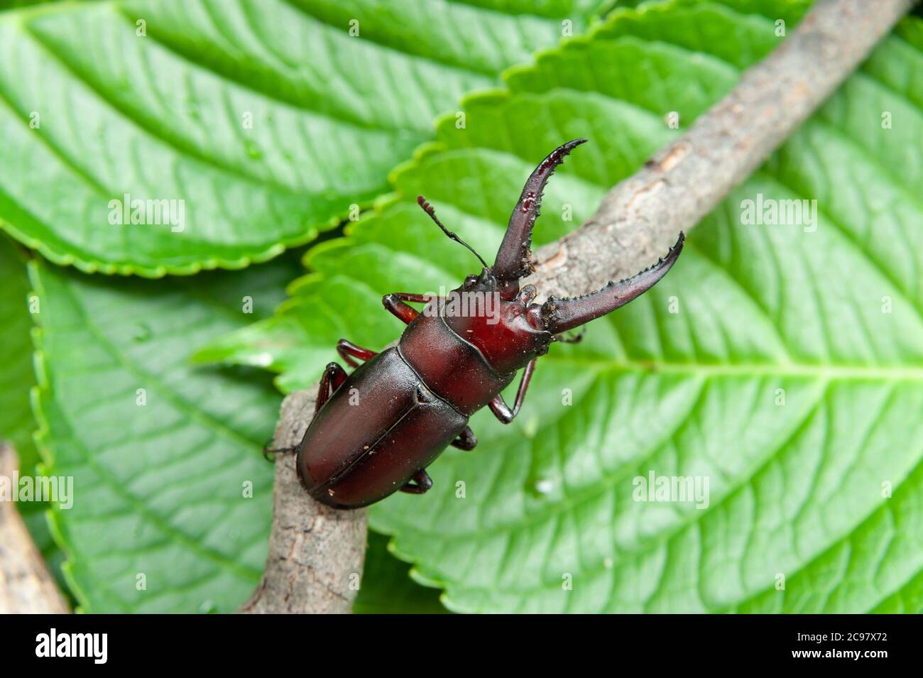 El escarabajo japonés llamado en japón kuwagata mushi. Aislado sobre fondo de hojas verdes. Foto de stock