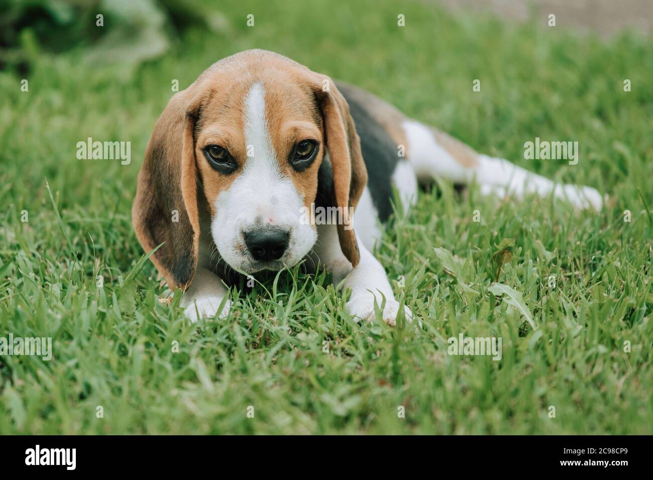 Lindo cachorro macho Beagle, de 3 meses de edad, tumbado en la hierba verde  Fotografía de stock - Alamy