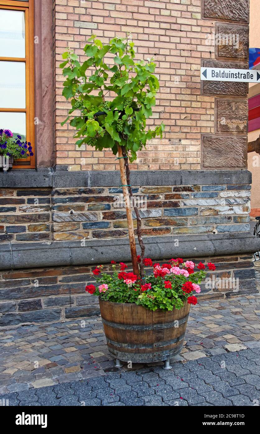 Vid de la ciudad, plantada en maceta de madera, uvas de vino, geranios,  pavimento de piedra, Europa; Zell, Alemania Fotografía de stock - Alamy