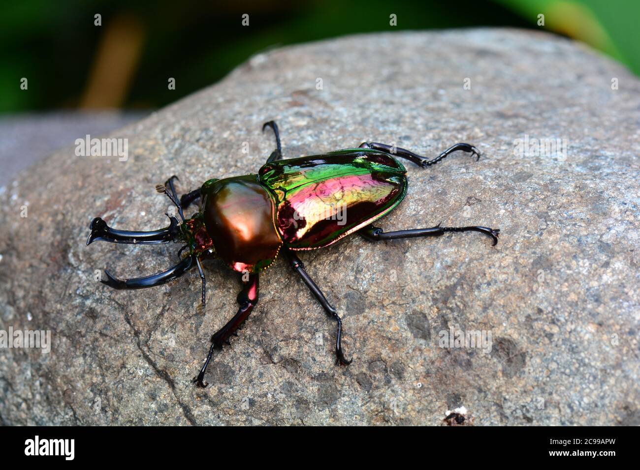 Un escarabajo de ciervo arco iris tomando sol en una roca. Foto de stock