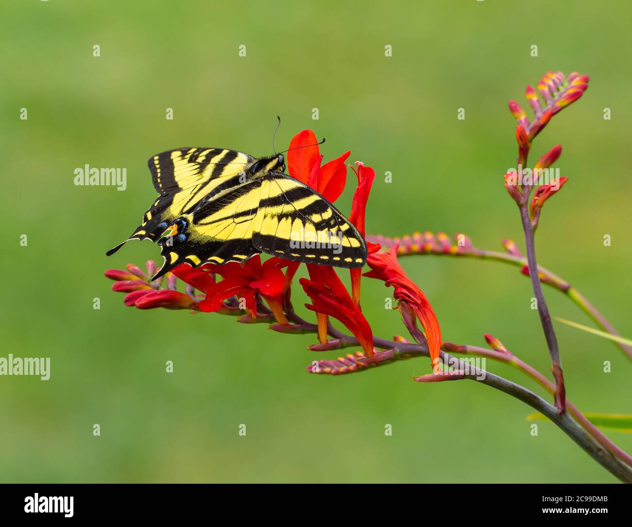 Western Tiger Swallowtail mariposa en Crocosmia flores rojas (Papilio rutulus) Foto de stock