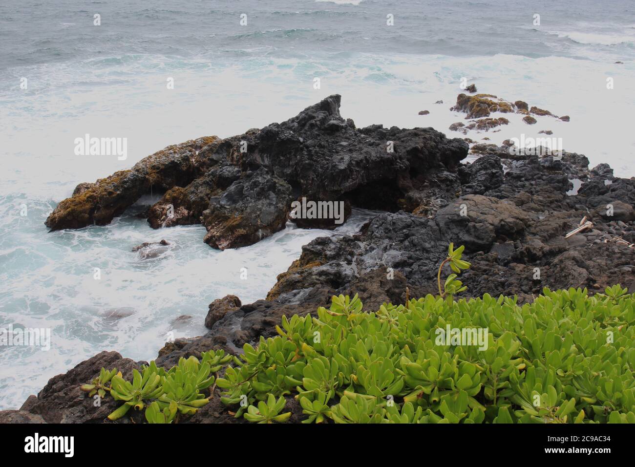Scaevola taccada creciendo en la costa rocosa volcánica que se encuentra con el Océano Pacífico en Oheo Gulch, Maui, Hawaii, USA Foto de stock
