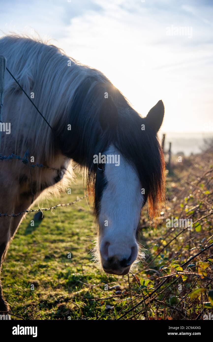 Pony apoyado sobre una valla cerca de las alambradas y mirando en la cámara con el sol de la mañana temprano detrás Foto de stock