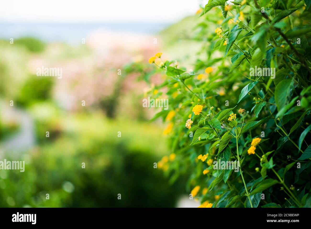 Floreciendo flores amarillas del Mediterráneo. Vista de primer plano. Fondo difuminado de color verde brillante. Foto de stock