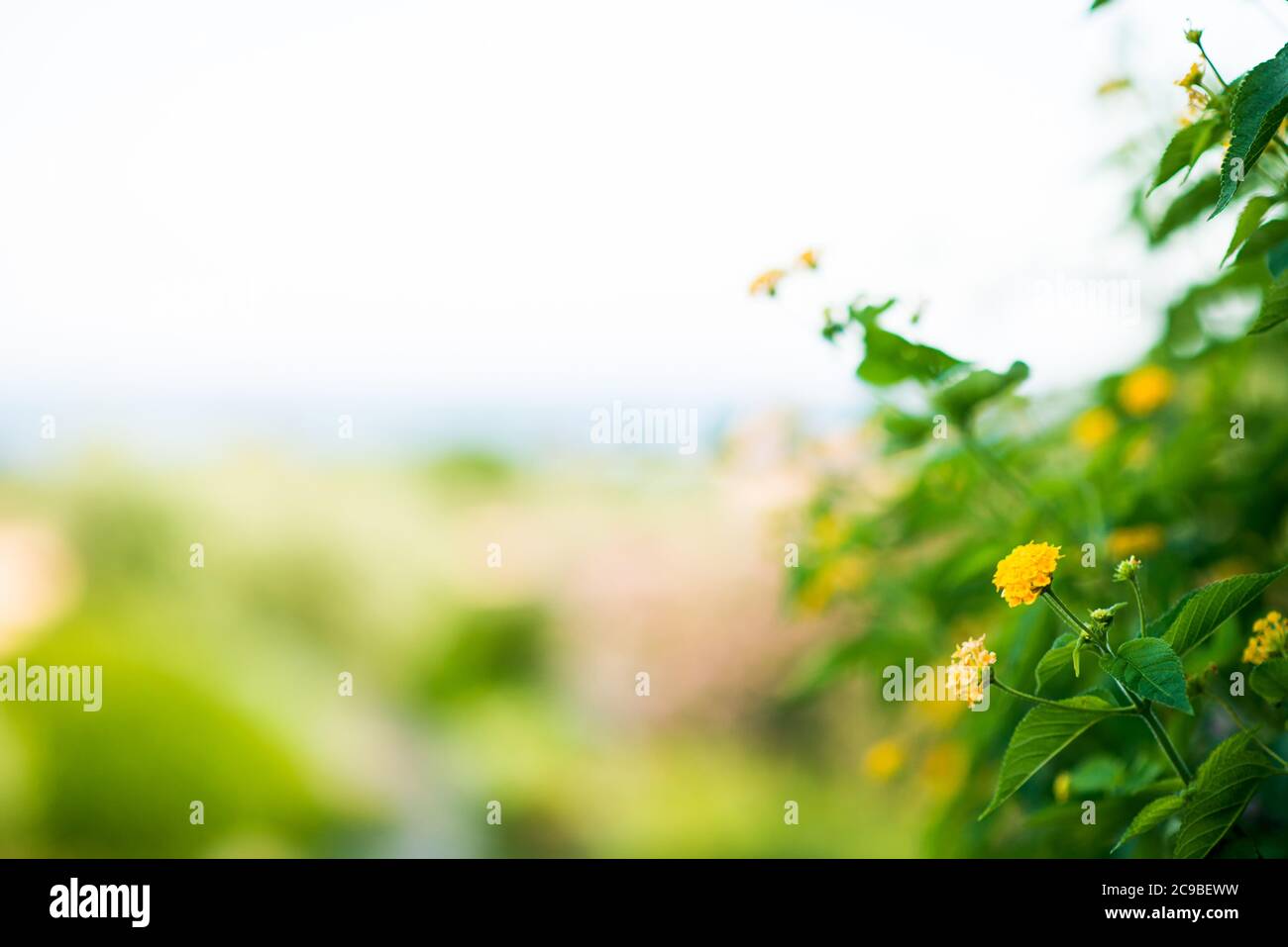 Floreciendo flores amarillas del Mediterráneo. Vista de primer plano. Fondo difuminado de color verde brillante. Foto de stock