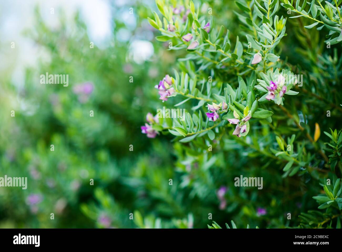 Flores Moradas del Mediterráneo florecientes. Vista de primer plano. Fondo difuminado de color verde brillante. Foto de stock