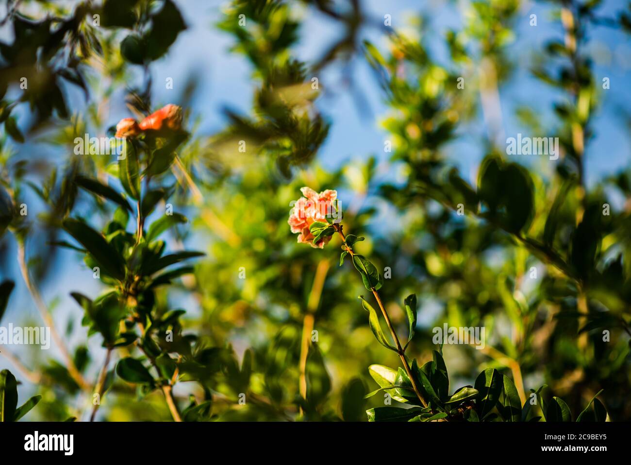 Rama con flores de árbol de Granada en Cerdeña. Italia. Hojas verdes con fondo difuminado. Foto de stock