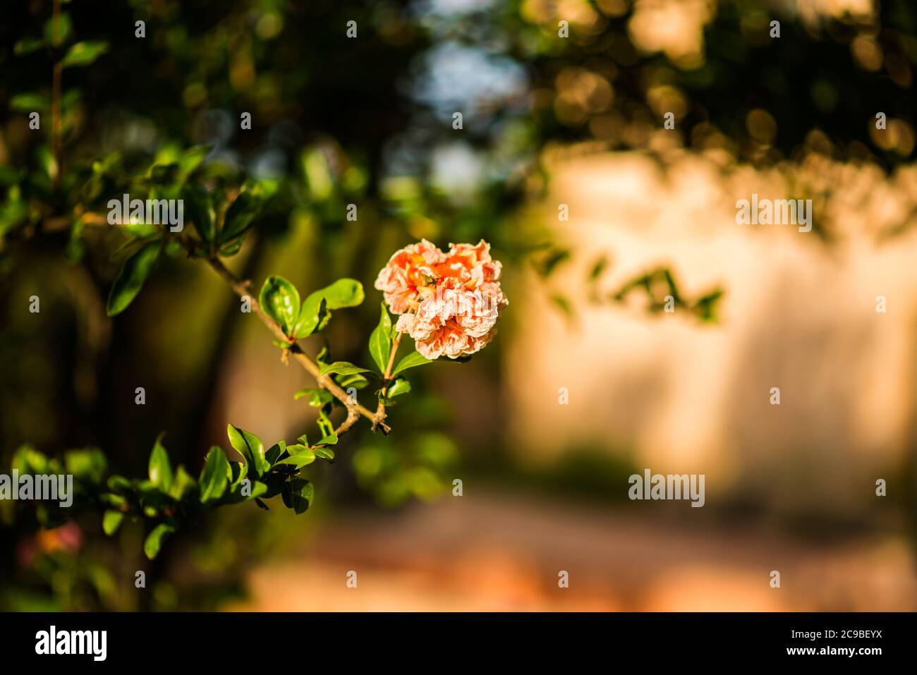 Flor de árbol de Granada en Cerdeña. Italia. Hojas verdes con fondo difuminado. Foto de stock