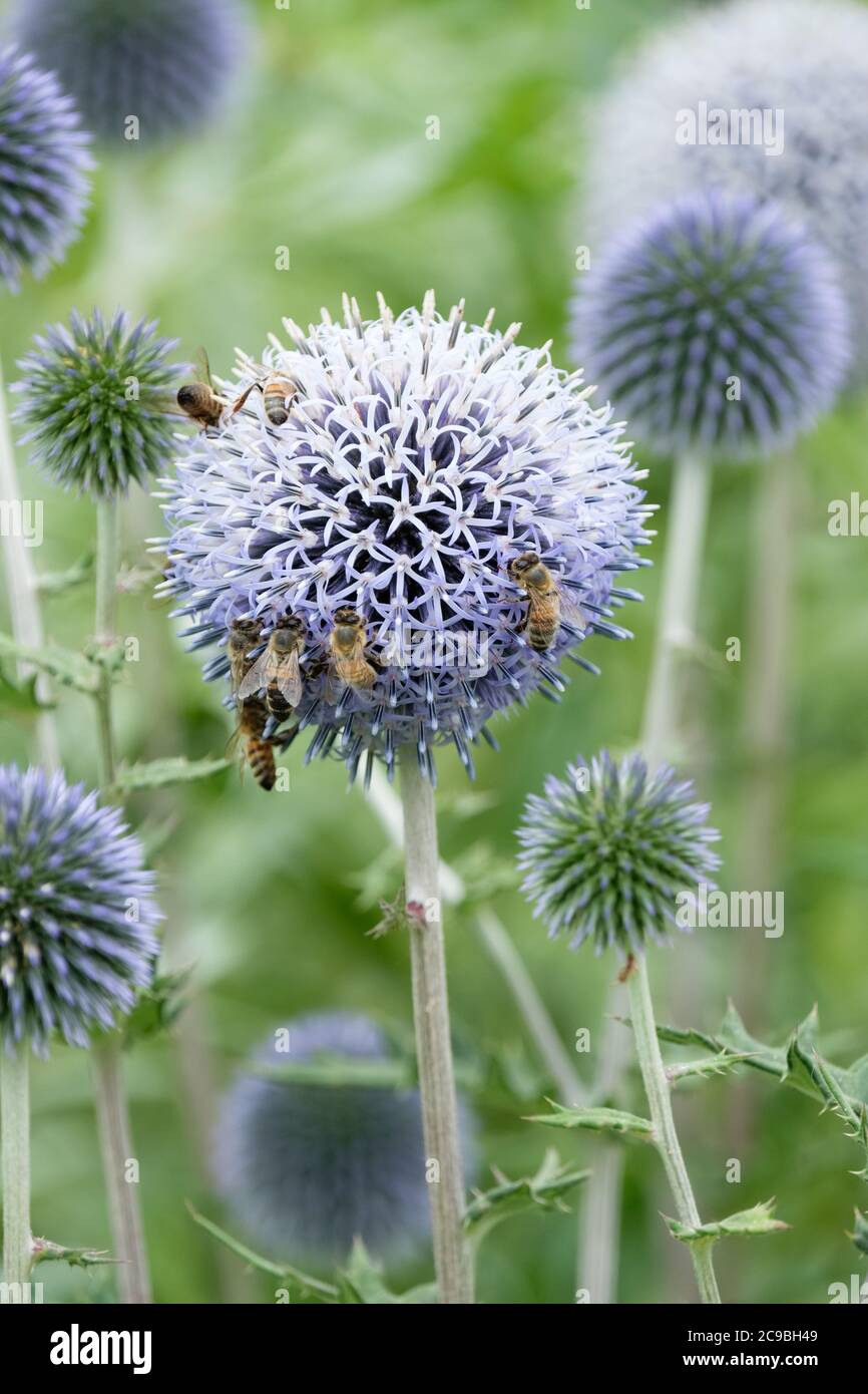 Abeja de miel, abeja de miel, Apis mellifera alimentándose en Echinops bannaticus 'Azul de Taplow' globo cardo 'Azul de Taplow Foto de stock