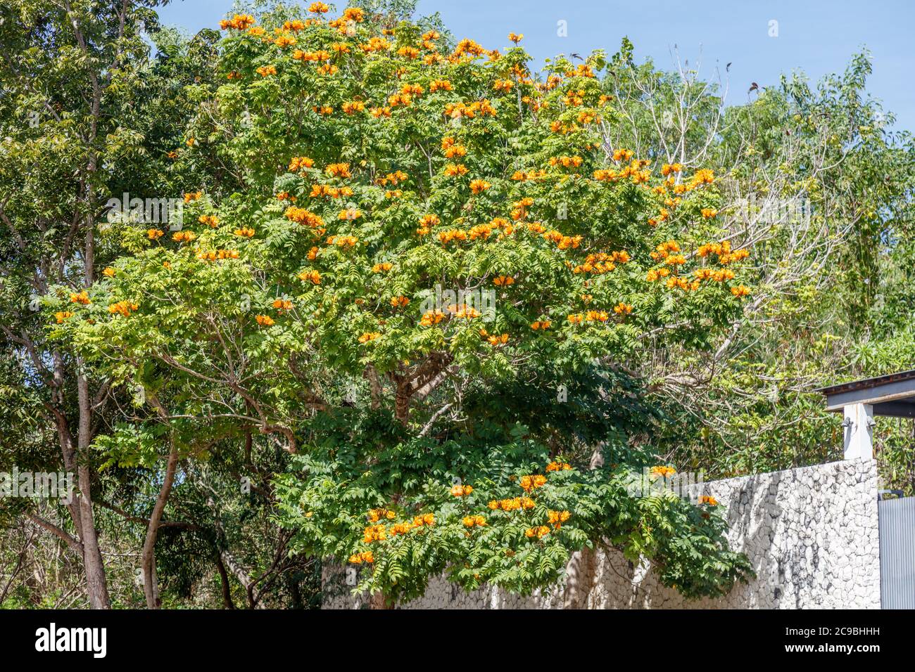 Naranja floreciente Spathodea campanulata, o árbol de tulipán africano.  Bali, Indonesia Fotografía de stock - Alamy