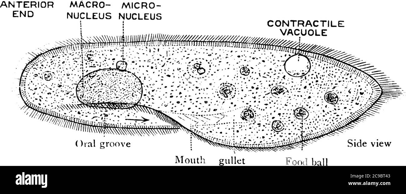 Paramecium es una especie de organismos unicelulares del orden Peniculid, alimentación de otros microorganismos, dibujo de línea de cosecha o ilustración de grabado. Ilustración del Vector