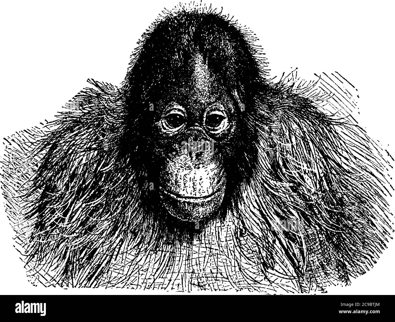 El gran mono, Orangutan, cubierto de pelo y tiene carrillera distintiva. Es un mamífero grande y se asemeja a chimpancés y gorilas, línea vintage Ilustración del Vector