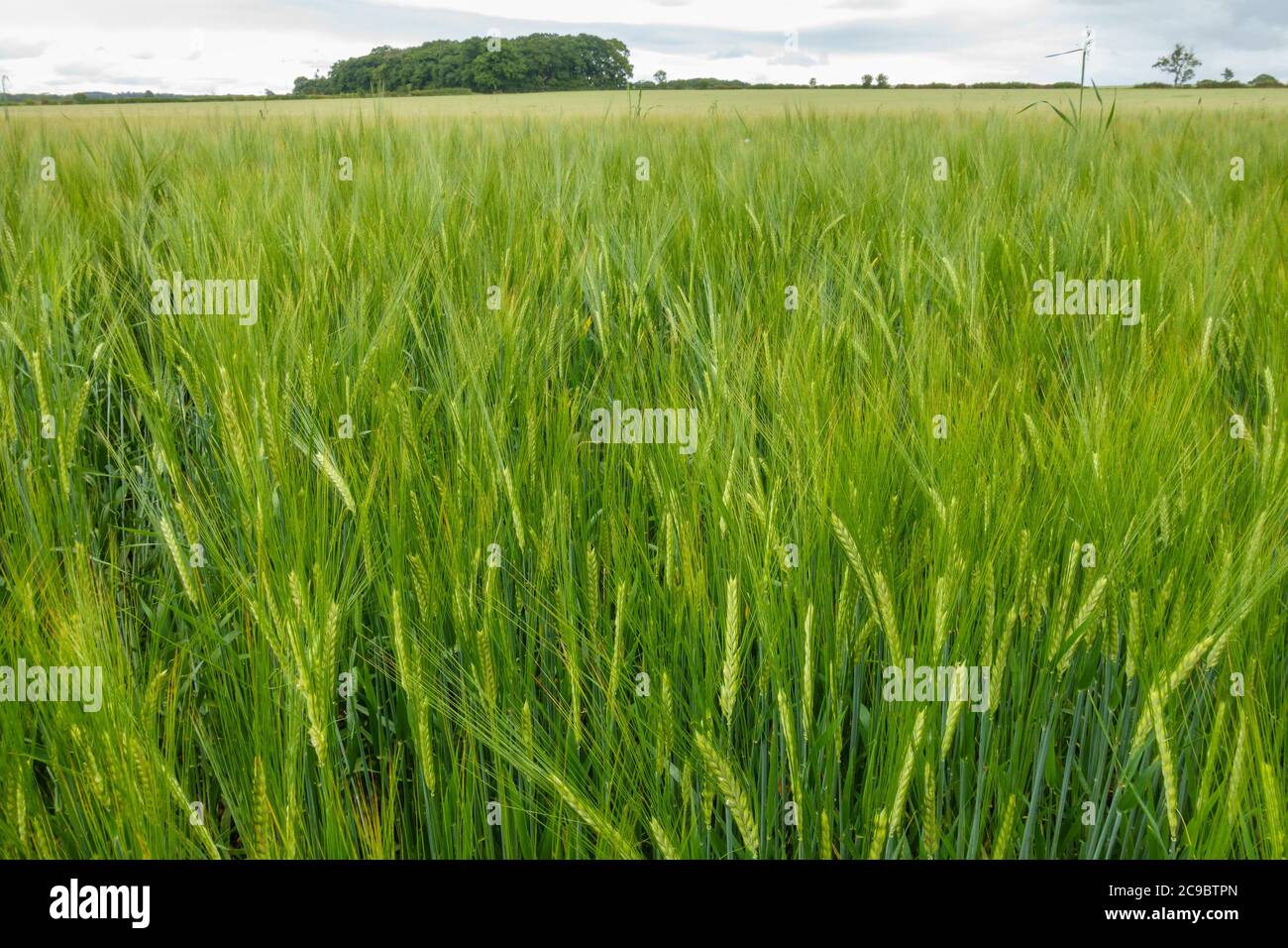 Gran campo de cultivo de cereales de cebada verde madurante (Hordeum vulgare) que crece en el campo de Leicestershire que muestra orejas, espigas y granos, Inglaterra, Reino Unido Foto de stock