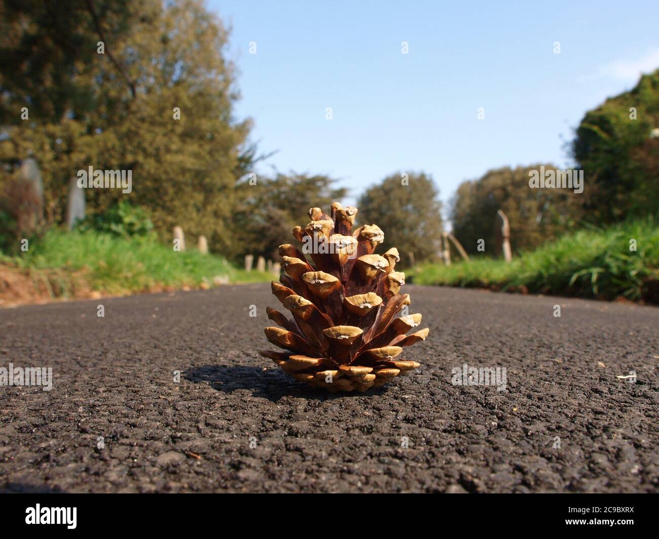 Cono de pino en un camino Foto de stock