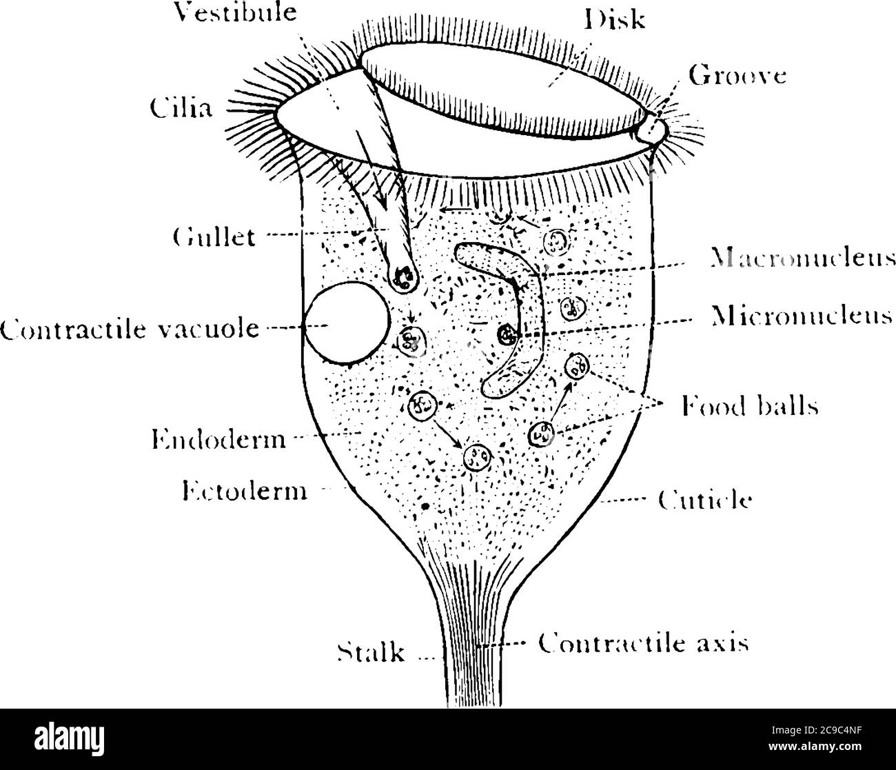 El Vorticella es un protozoario y género de ciliados en forma de campana, pertenece al Phyllum Ciliophora, dibujo de línea vintage o ilustración de grabado. Ilustración del Vector