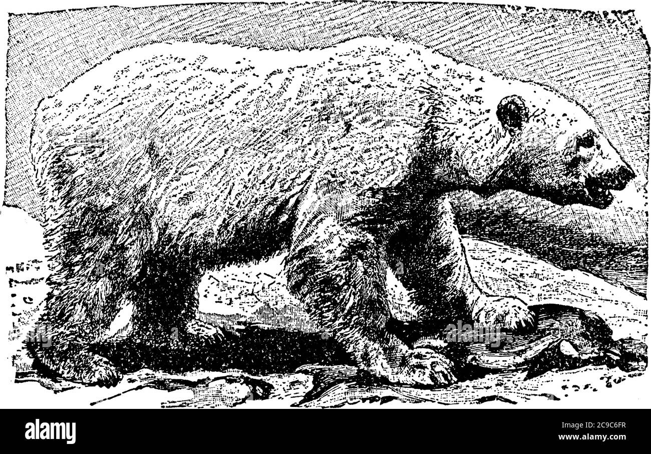 La cerveza polar es una cerveza carnívora que se encuentra en razones árticas, dibujo de líneas vintage o ilustración de grabado. Ilustración del Vector