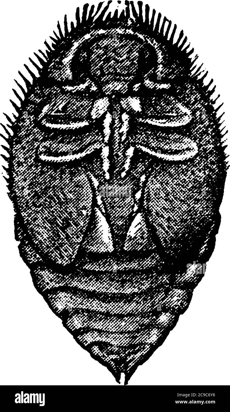 Pupa de Vedalia Lady Beetle, dibujo de línea vintage o ilustración de grabado. Ilustración del Vector
