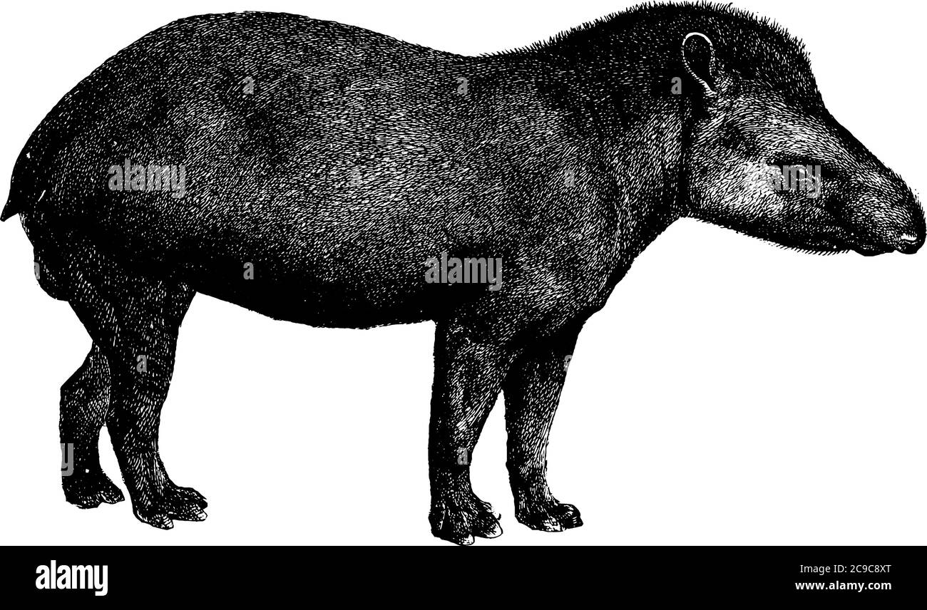 Tapir es un mamífero herbívoro en la familia Tapiridae del orden Perissodactyla, tiene cuerpos redondos, piernas cortas y hocinas largas, línea vintage drawi Ilustración del Vector