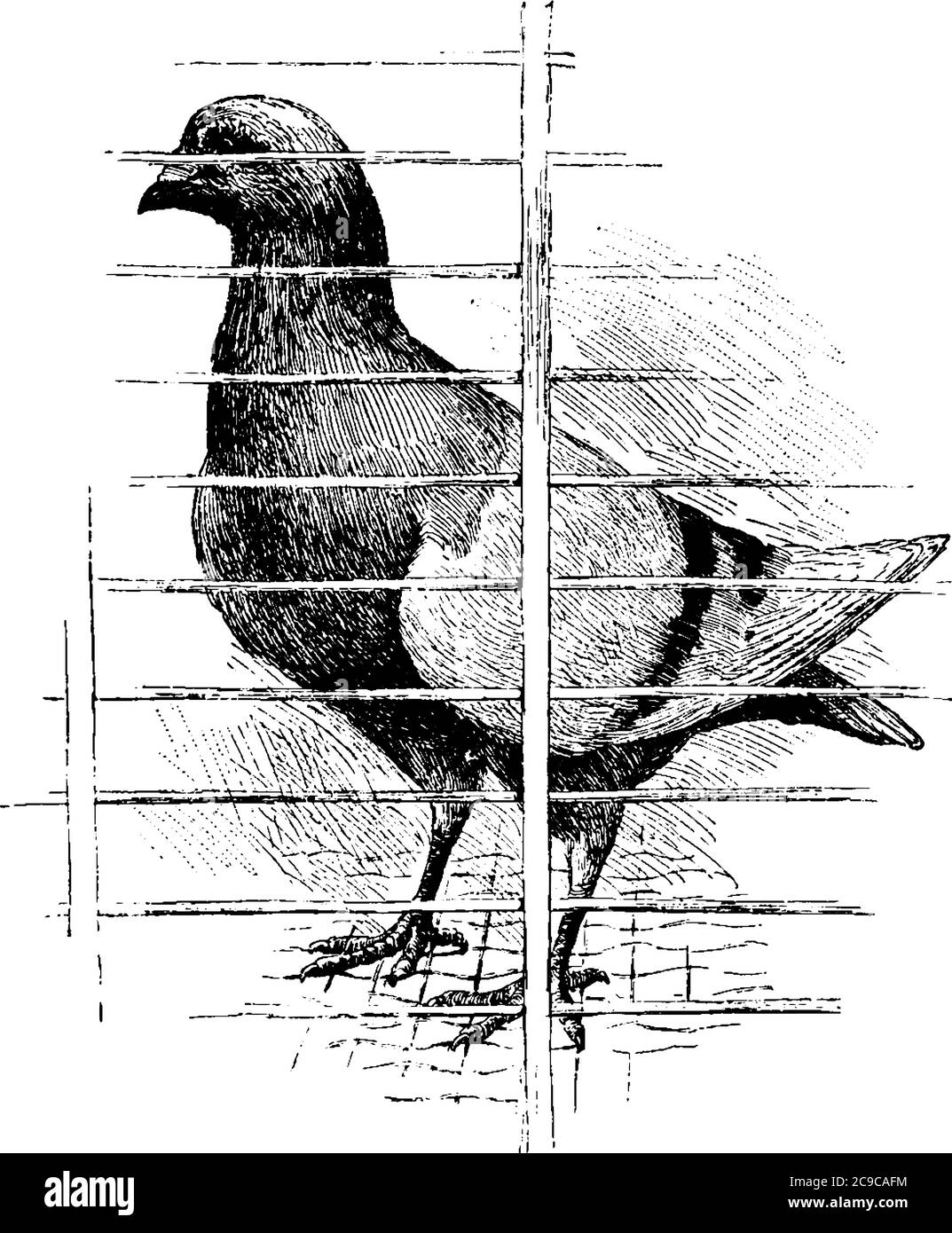 Una paloma con piernas cortas, cuentas cortas, cabeza pequeña en su cuerpo grande, compacto, plumas esponjosas adheridas libremente en la piel, en un loft, línea vintage Ilustración del Vector
