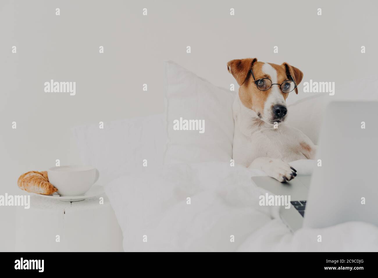 Perro de raza inteligente permanece en la cama y trabaja en el ordenador portátil, lleva gafas, tipos con patas en el teclado y centrado en la pantalla, se encuentra bajo blanco Foto de stock